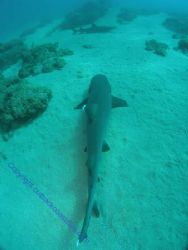Sharks Navy Pier West Aust by Brad Cox 